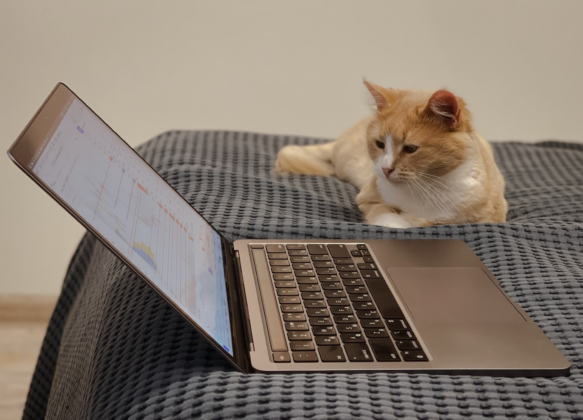 Cat laying next to a laptop with open reports